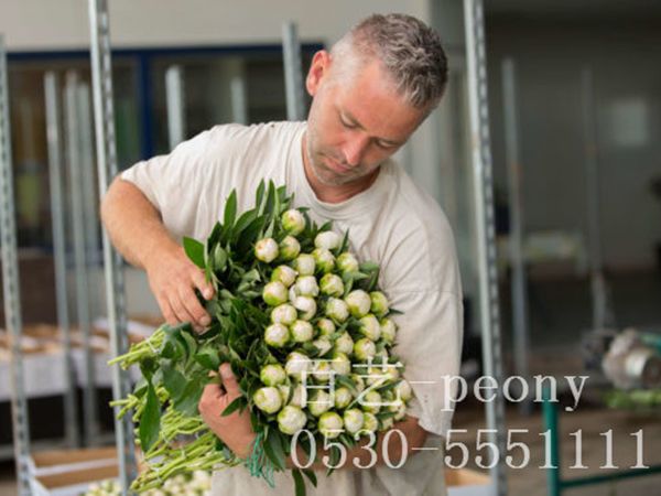 國外合作商丹尼斯基地切花