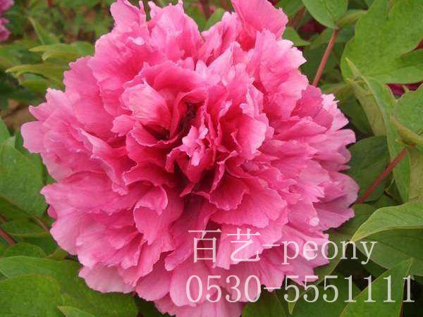 春季應(yīng)該怎么對(duì)牡丹苗澆水